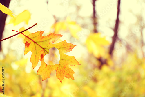 Autumn leaf with heart  outdoors