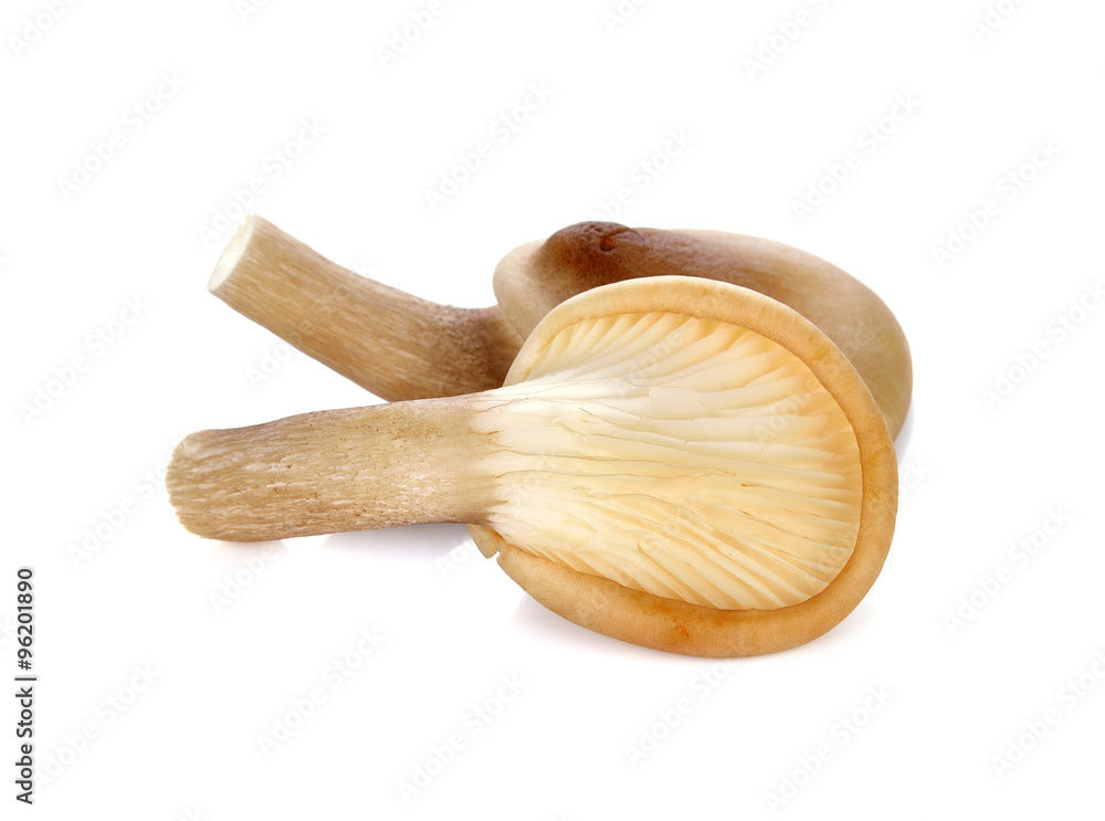 oyster mushroom on white background oyster mushroom on white background