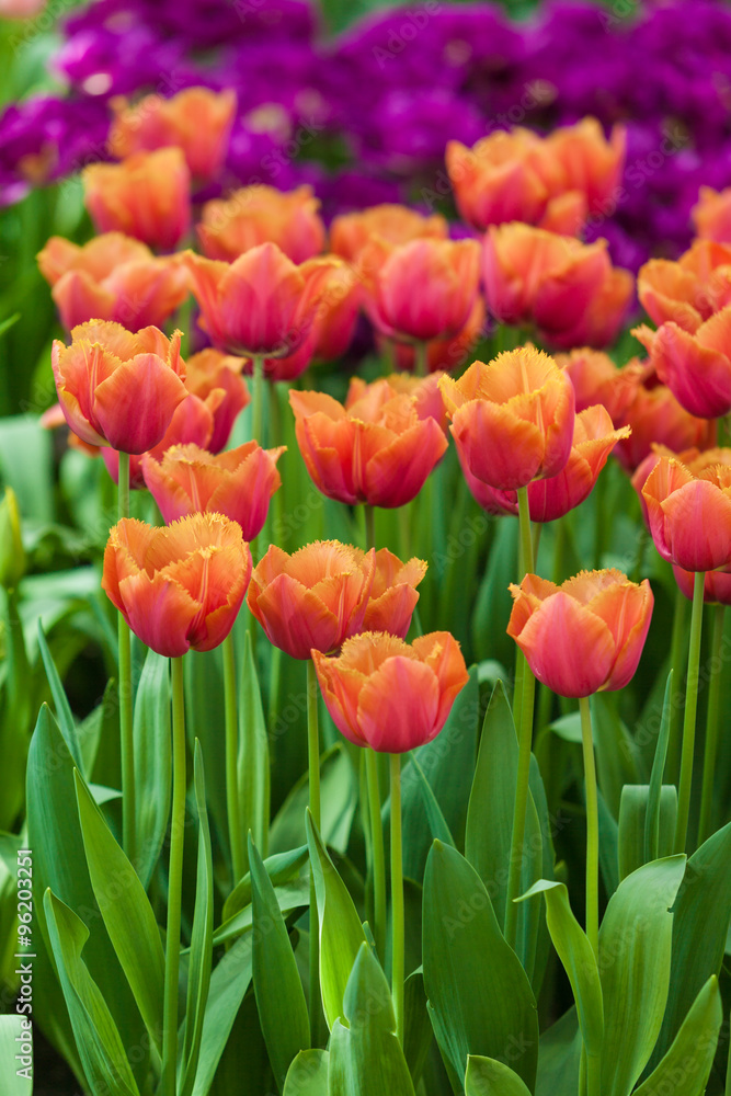 Obraz premium Tulips. Spring flower. beautiful flowers