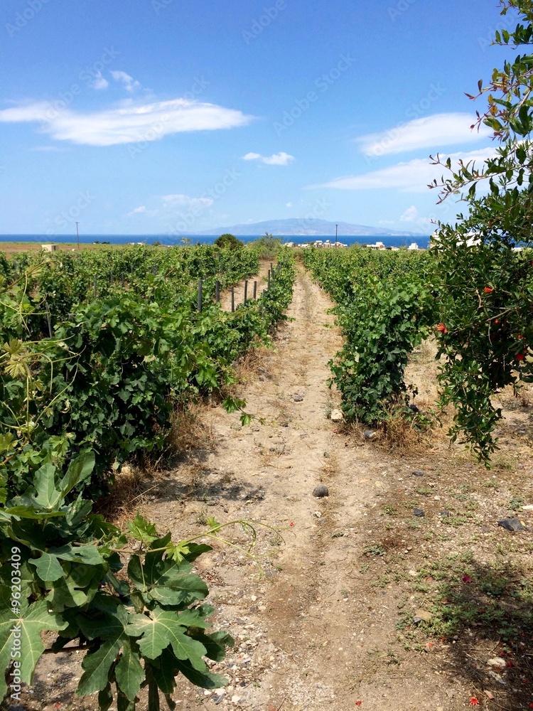 Vineyard in Greece