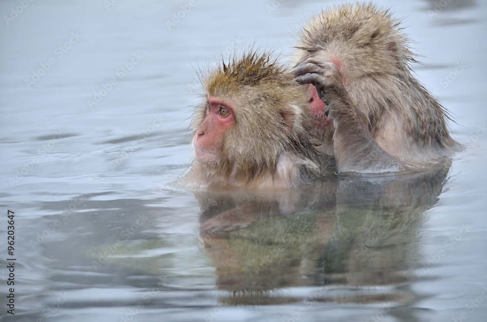 Fototapeta premium 温泉に入るニホンザル