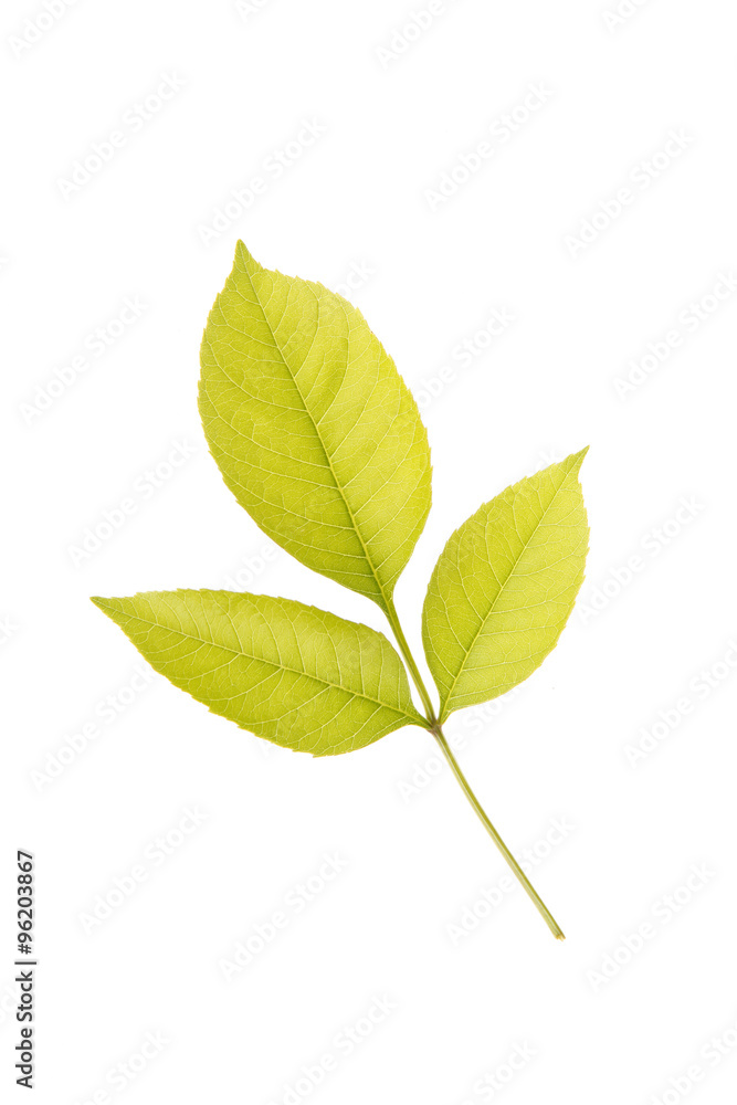 The leaves The leaves