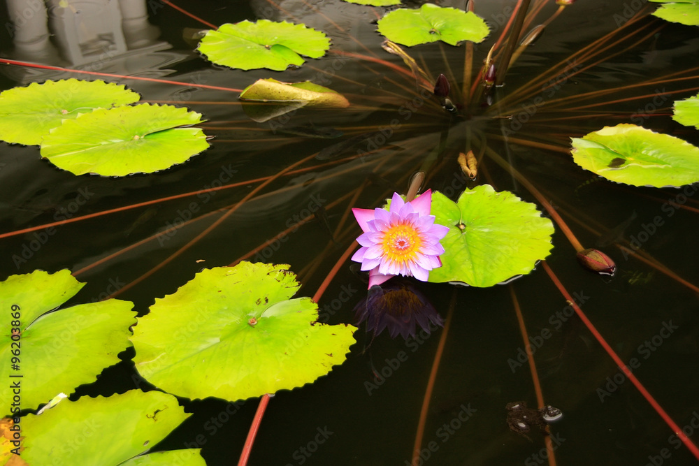 Pond with water lilies at Dambulla Golden Temple in Sri Lanka Pond with water lilies at Dambulla Golden Temple in Sri Lanka