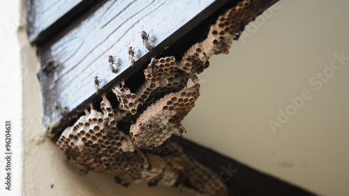 wasp nest under the roof