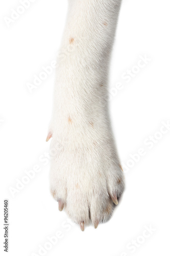 dog paw isolate on white background.