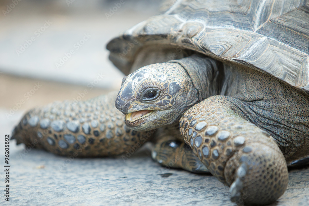 Close up of a tortoise, side view Close up of a tortoise, side view