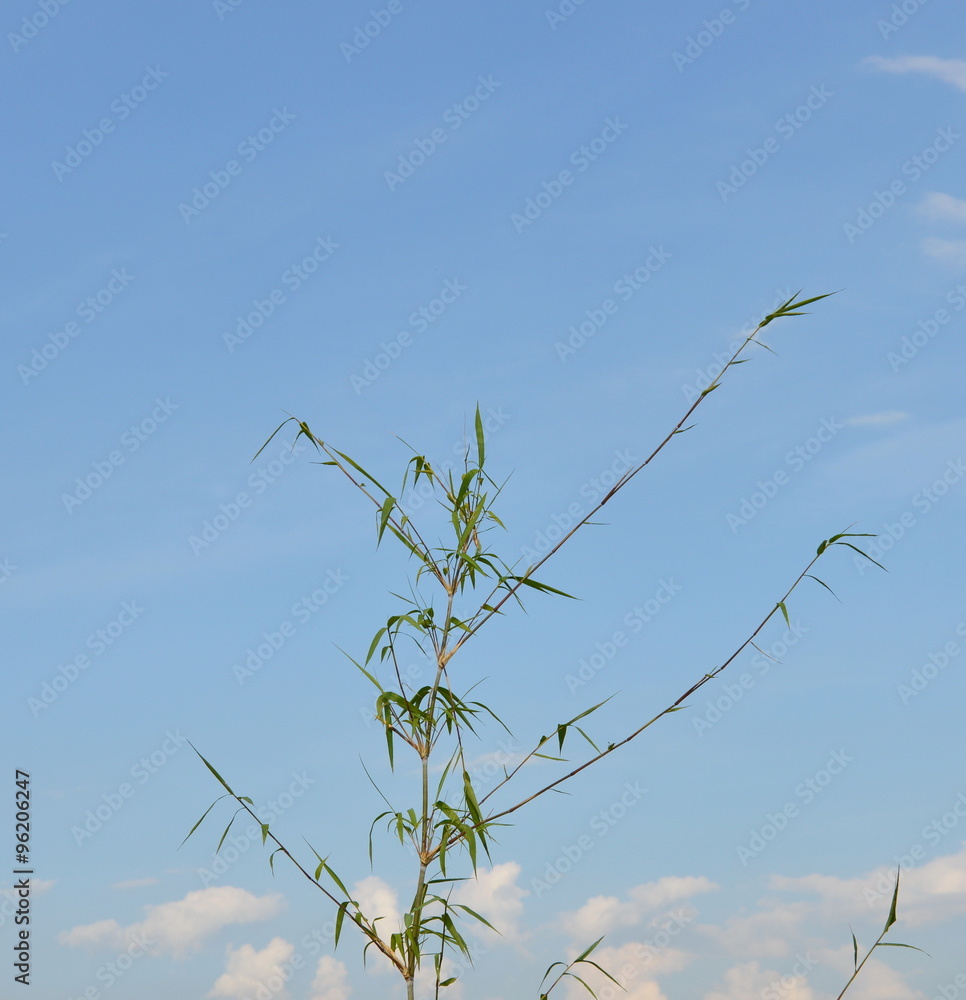 bamboo wind convergence on sky background bamboo wind convergence on sky background