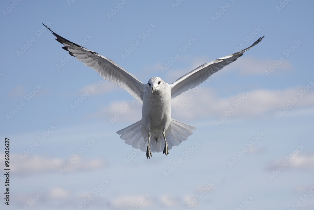 Obraz premium Ring-billed Gull