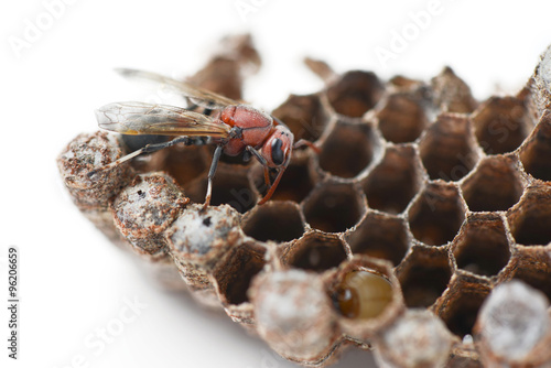 wasp nest