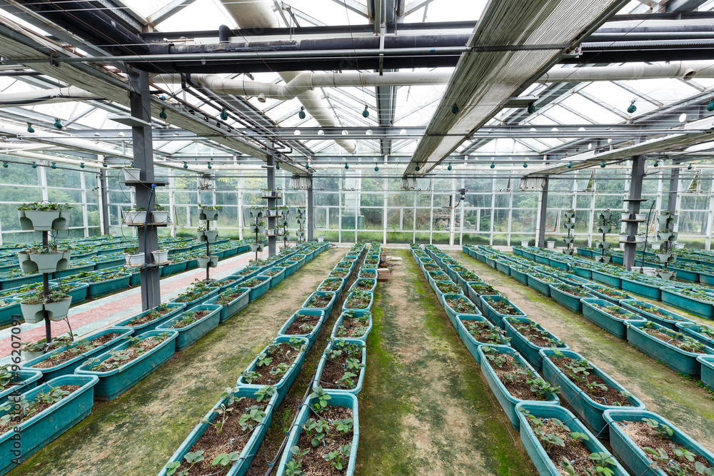 interior of vegetable greenhouse