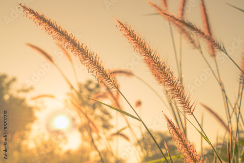 flower grass in morning with sun ray