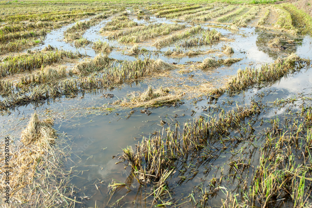Naklejka premium dirty paddy after take the rice 