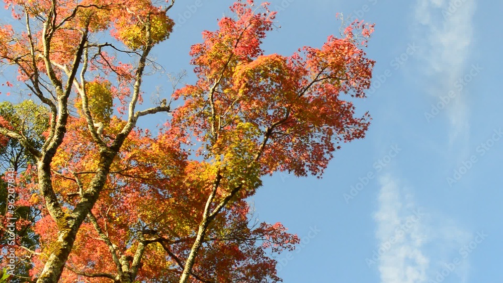 京都の紅葉 京都の紅葉