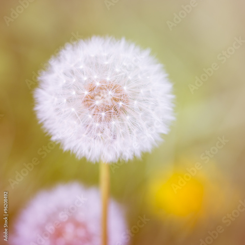 dandelion