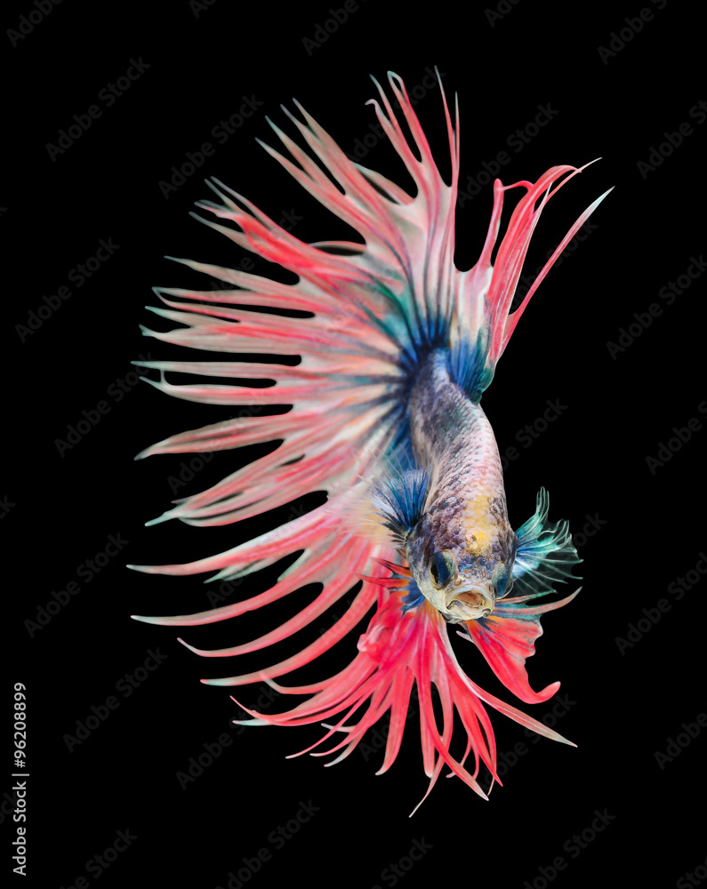 Betta fish, siamese fighting fish, betta splendens (Crown Tail) Betta fish, siamese fighting fish, betta splendens (Crown Tail)