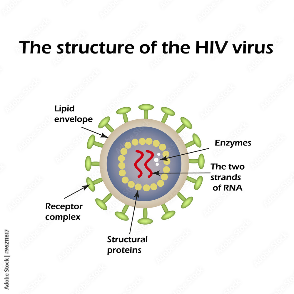 aids virus diagram