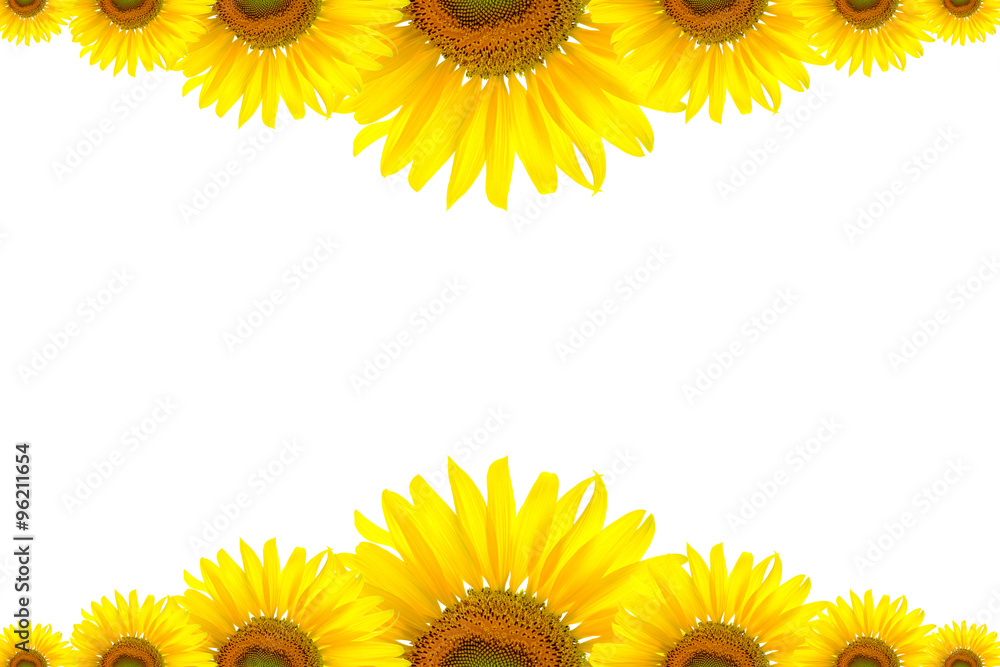 Sunflower Background for presentation/Sunflower Background/Sunflower Sunflower Background for presentation/Sunflower Background/Sunflower