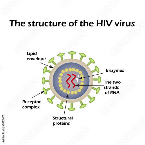 The structure of the AIDS virus. HIV. Vector illustration