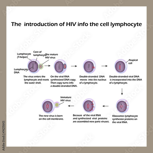 The life cycle of HIV. Infographics. World AIDS Day. Vector illustration