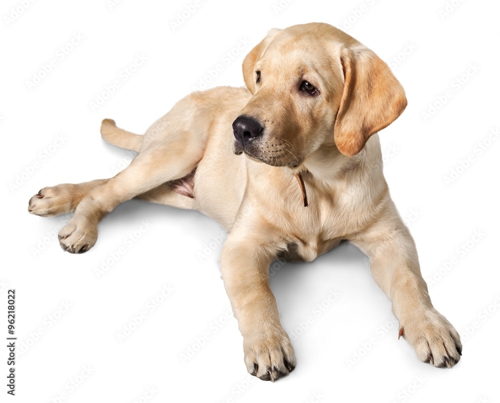 Labrador. Labrador.
