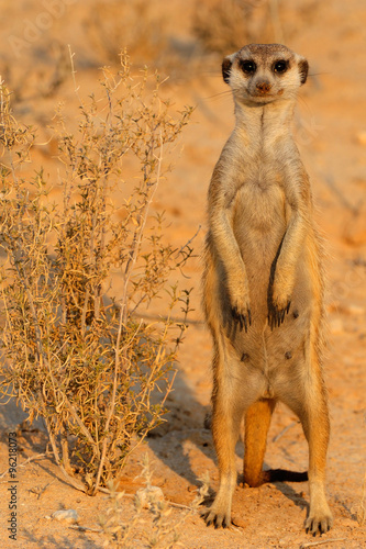 Meerkat standing vigilant
