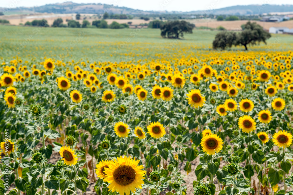 Obraz premium Sunflowers