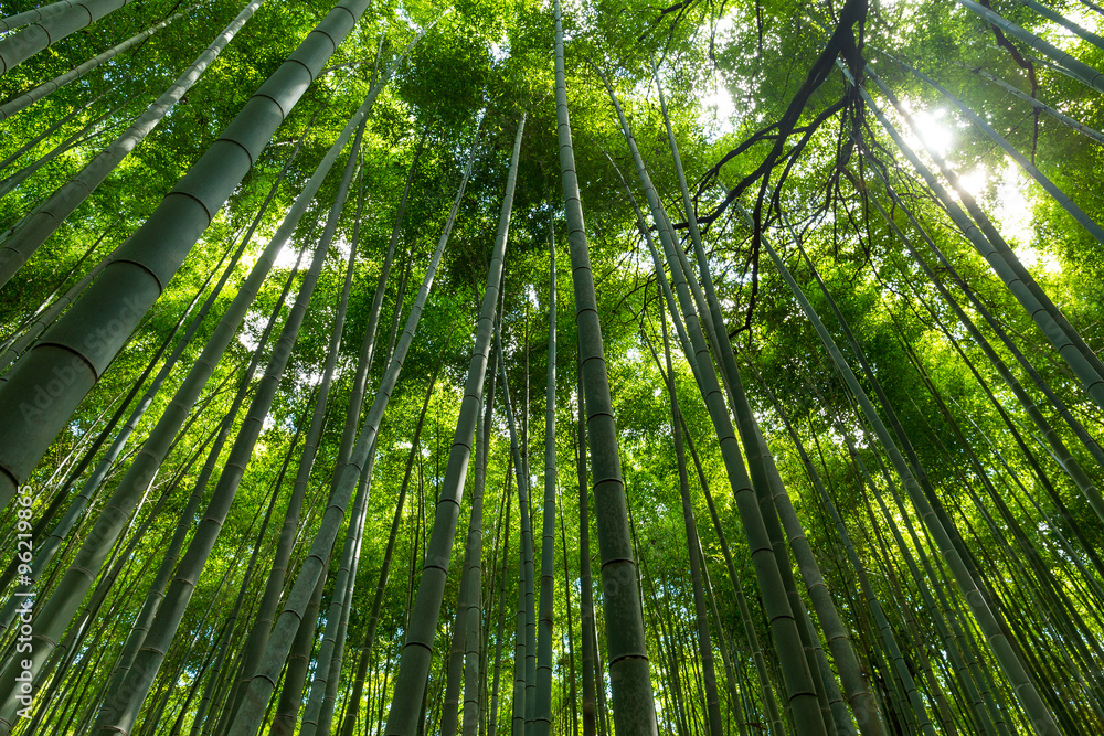 Bamboo forest