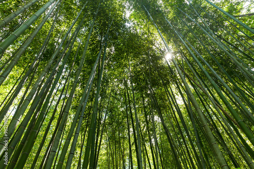 Bamboo forest with morning sunlight