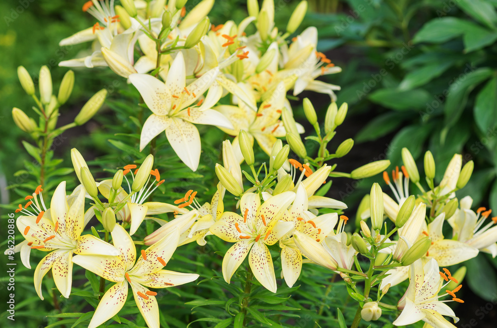 Obraz premium Yellow tiger lilies