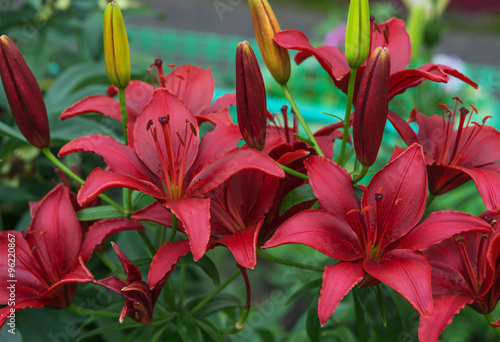 Dark red lilies outdoors