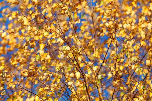 Autumn birch leaves against blue sky