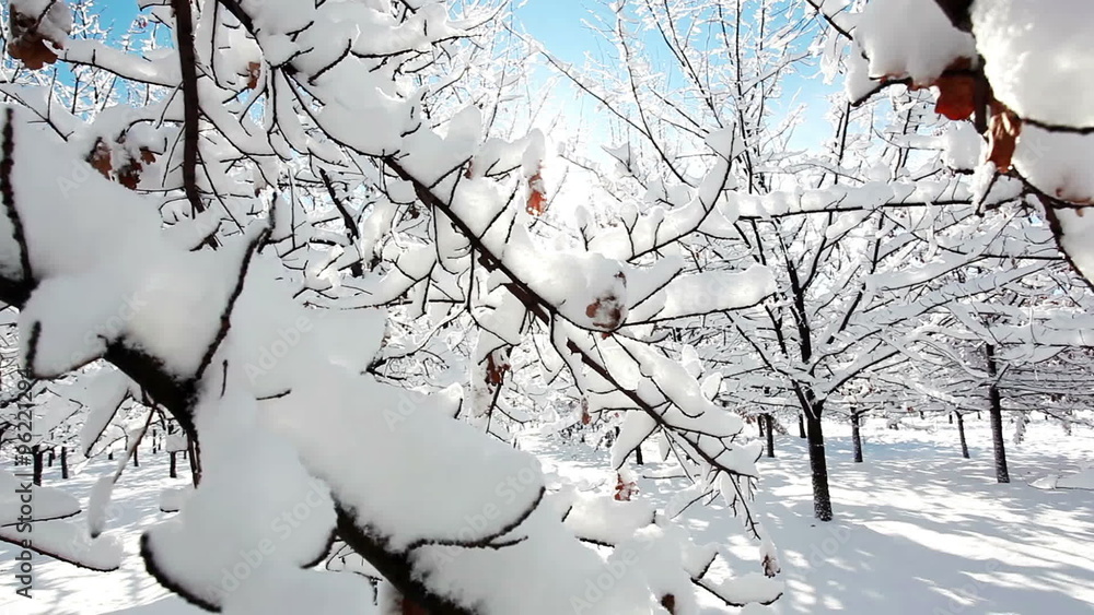 Winter snowy forest dolly shot Winter snowy forest dolly shot