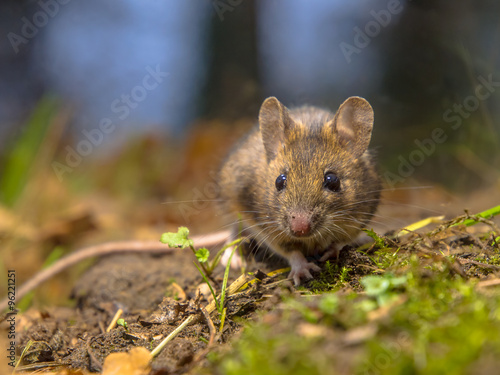 Wood mouse in the forest