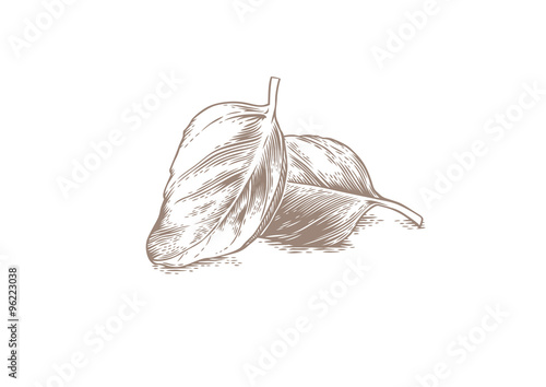 Two basil leaves