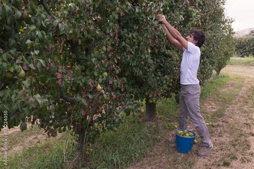 Fototapeta premium Man picking pears