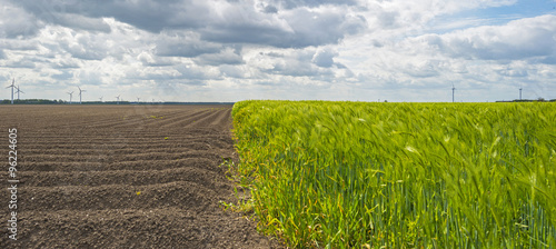 Fotografi Green wheat growing on a sunny field in spring