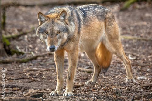 Frowning Grey Wolf
