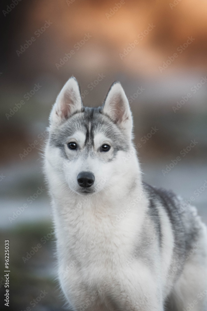 Siberian Husky portrait Siberian Husky portrait