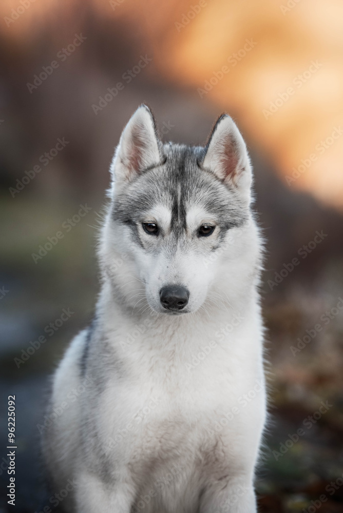 Siberian Husky portrait