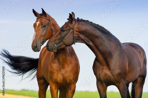 Fototapeta Naklejka Na Ścianę i Meble -  Two beautiful bay horse couple portrait against blue sky