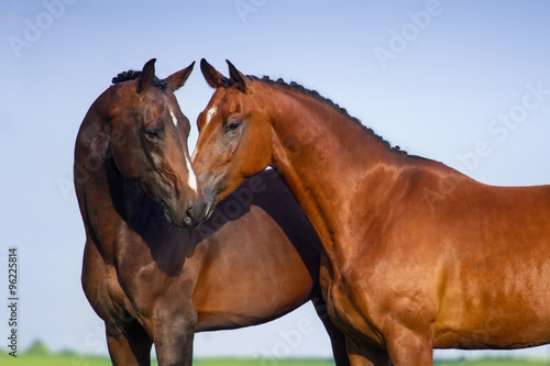 Two beautiful bay horse couple portrait against blue sky #96225814