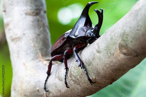  male fighting beetle (rhinoceros beetle) on tree © enterphoto