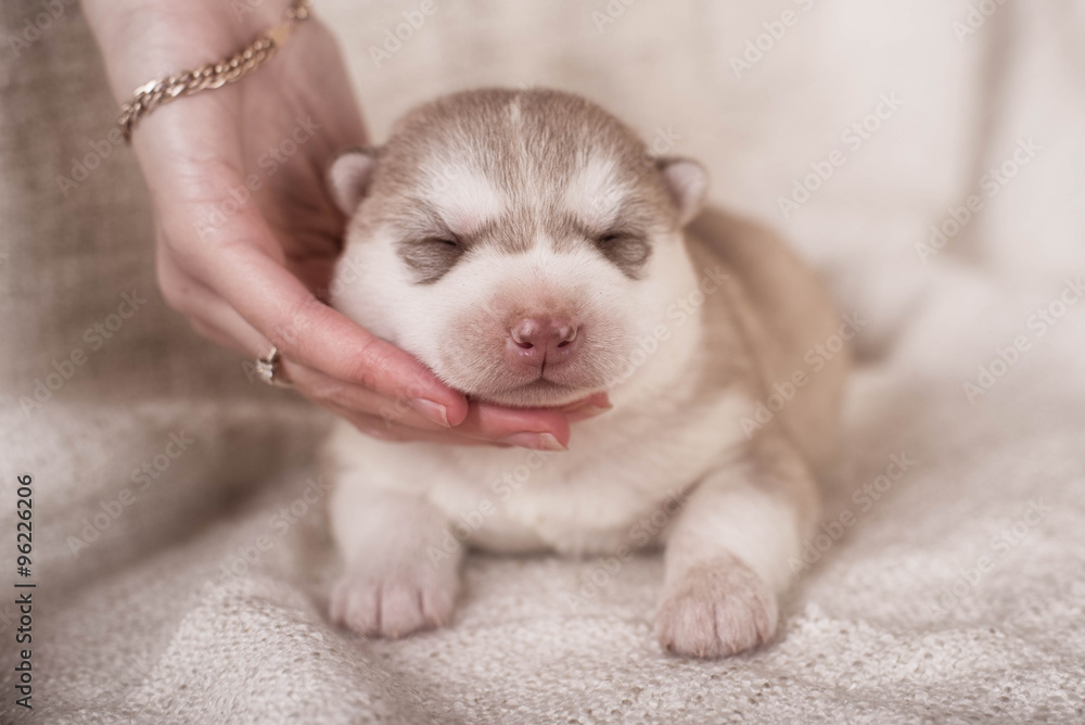 Cute Puppy Siberian husky