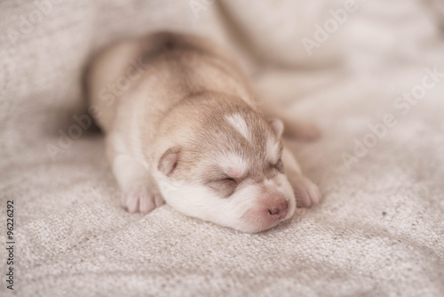 Cute Puppy Siberian husky © brusnikaphoto