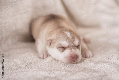 Cute Puppy Siberian husky © brusnikaphoto