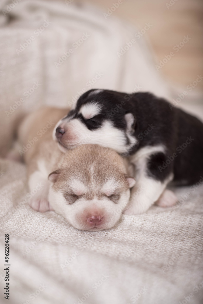cute little newborn husky lying together and sleeping cute little newborn husky lying together and sleeping