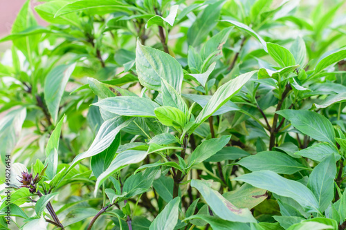  sweet basil herb