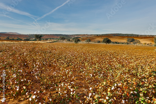 Wallpaper Mural Cotton Field Torontodigital.ca