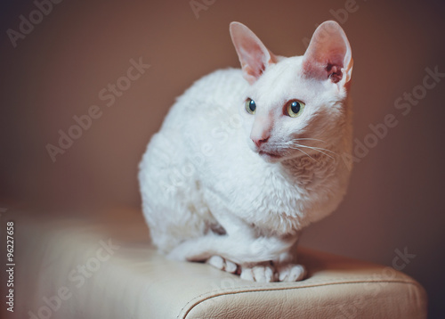 Cornish Rex cat sitting