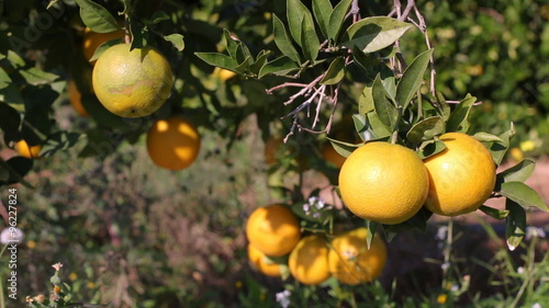 Oranges Hanging On A Orange  Tree. Orange branches with ripe oranges